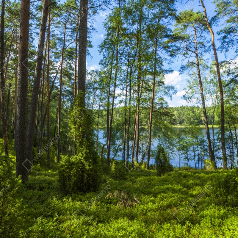 Repositionierbarer Aufkleber ruhiger kiefernwald am see – Wallnifity® Repositionierbarer Aufkleber ruhiger kiefernwald am see – Wallnifity®