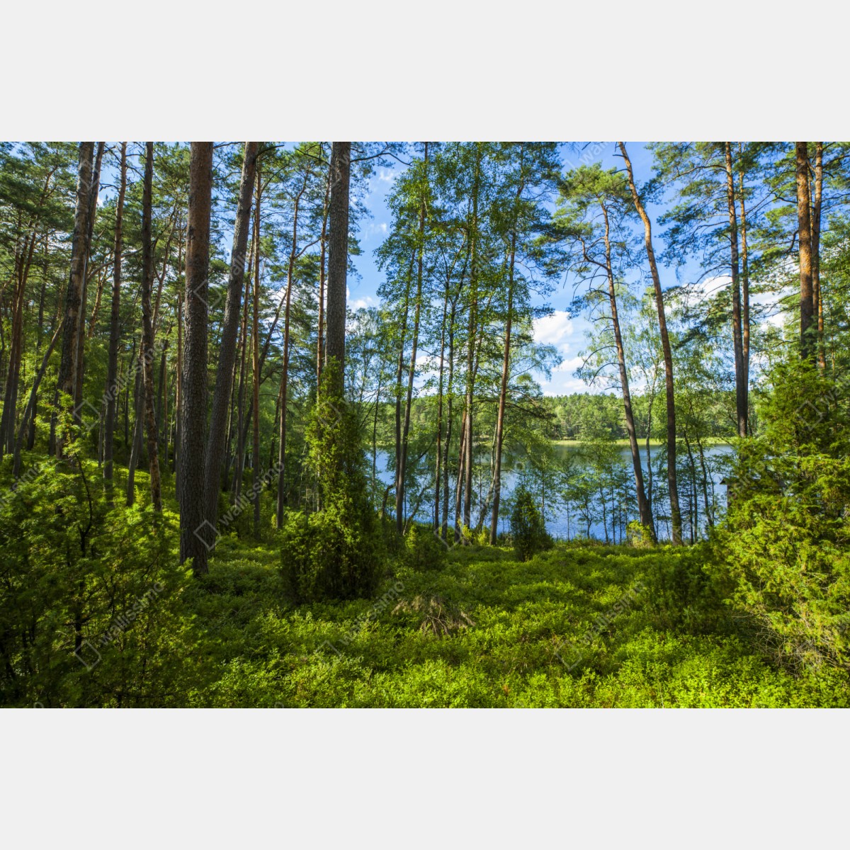 Repositionierbarer Aufkleber ruhiger kiefernwald am see – Wallnifity® Repositionierbarer Aufkleber ruhiger kiefernwald am see – Wallnifity®