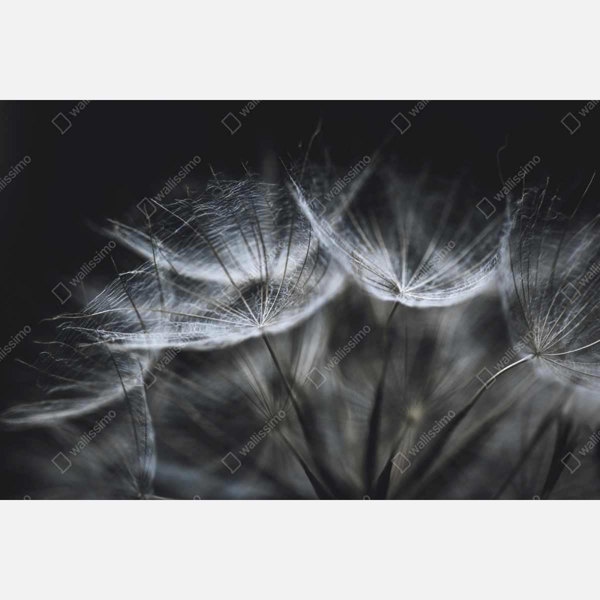 Repositionierbarer Aufkleber zarte löwenzahnsamen in monochrom – Wallnifity® Repositionierbarer Aufkleber zarte löwenzahnsamen in monochrom – Wallnifity®