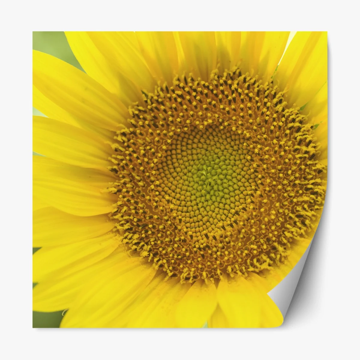 Repositionierbarer Aufkleber leuchtende nahaufnahme sonnenblume – Wallnifity®