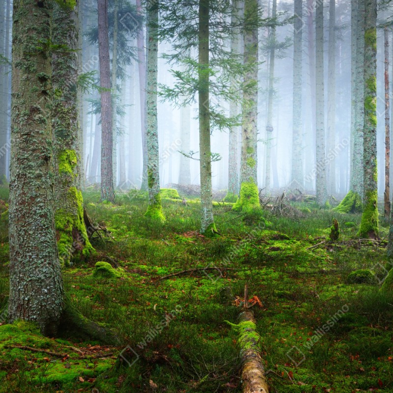 Repositionierbarer Aufkleber nebliger kiefernwald aus dem Elsass – Wallnifity® Repositionierbarer Aufkleber nebliger kiefernwald aus dem Elsass – Wallnifity®
