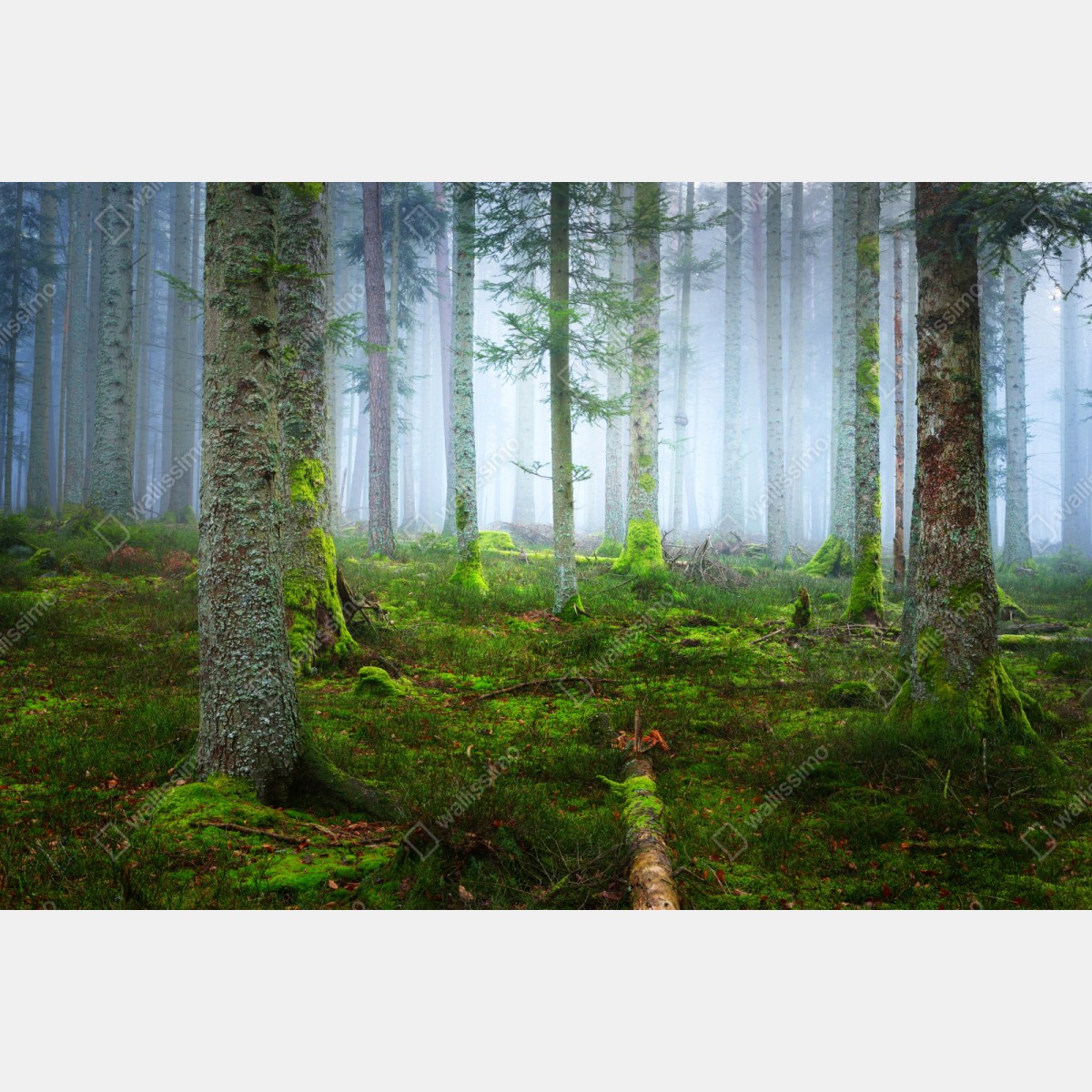 Repositionierbarer Aufkleber nebliger kiefernwald aus dem Elsass – Wallnifity® Repositionierbarer Aufkleber nebliger kiefernwald aus dem Elsass – Wallnifity®