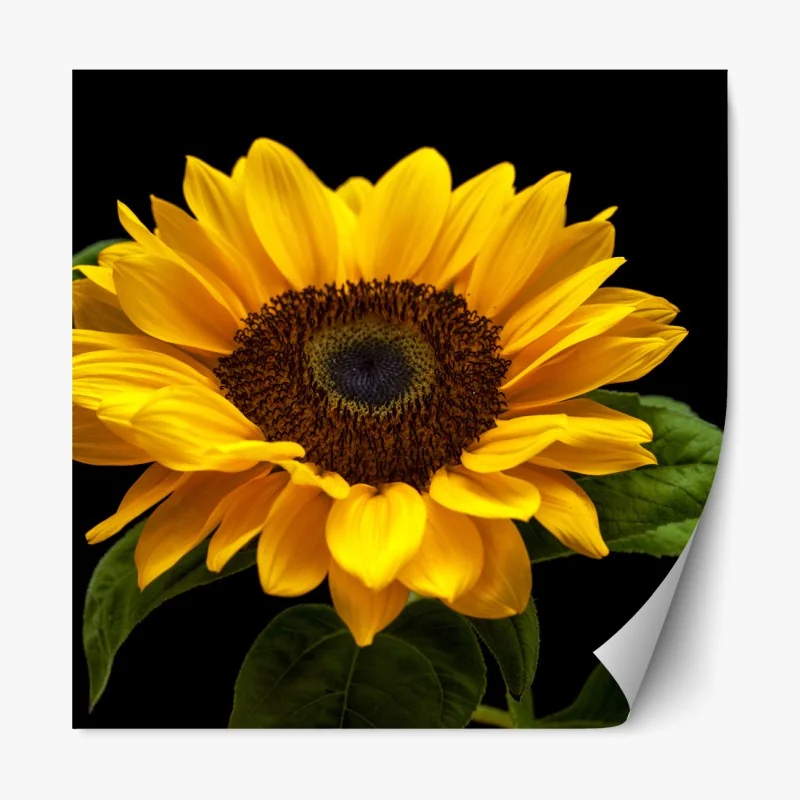 Repositionierbarer Aufkleber leuchtende mexikanische sonnenblume auf schwarzem hintergrund – Wallnifity®