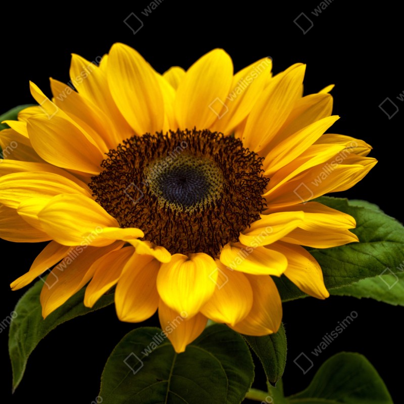 Repositionierbarer Aufkleber leuchtende sonnenblume auf schwarzem hintergrund – Wallnifity® Repositionierbarer Aufkleber leuchtende sonnenblume auf schwarzem hintergrund – Wallnifity®