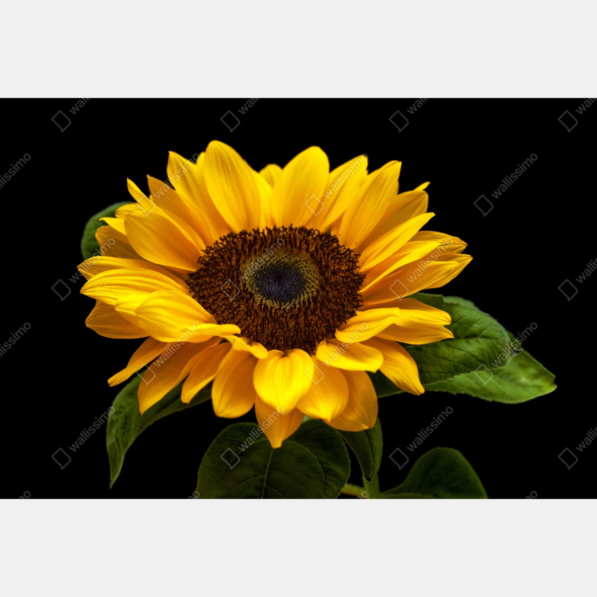Repositionierbarer Aufkleber leuchtende sonnenblume auf schwarzem hintergrund – Wallnifity® Repositionierbarer Aufkleber leuchtende sonnenblume auf schwarzem hintergrund – Wallnifity®