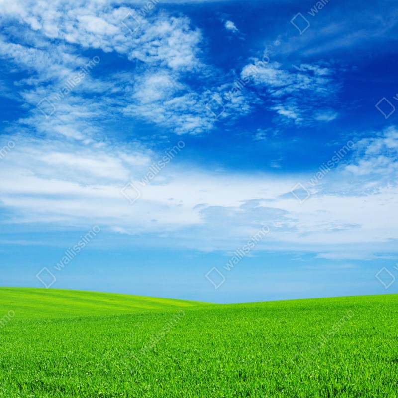 Repositionierbarer Aufkleber grüne wiese unter blauem himmel – Wallnifity® Repositionierbarer Aufkleber grüne wiese unter blauem himmel – Wallnifity®