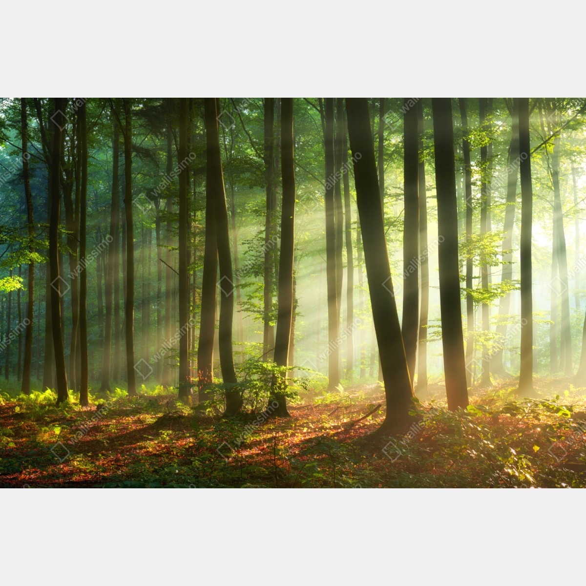 Repositionierbarer Aufkleber sonnenbeschienener morgenwald – Wallnifity® Repositionierbarer Aufkleber sonnenbeschienener morgenwald – Wallnifity®