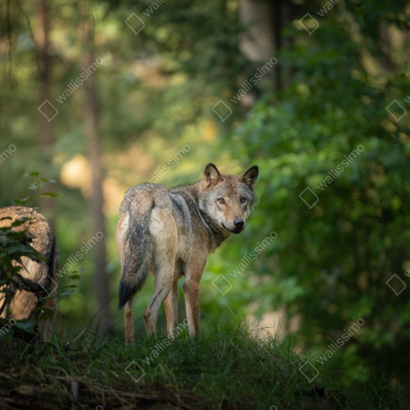 Repositionierbarer Aufkleber wolf auf der lichtung im wald – Wallnifity® Repositionierbarer Aufkleber wolf auf der lichtung im wald – Wallnifity®