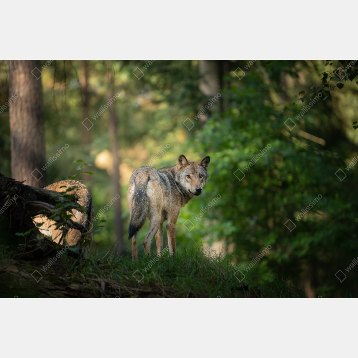 Repositionierbarer Aufkleber wolf auf der lichtung im wald – Wallnifity® Repositionierbarer Aufkleber wolf auf der lichtung im wald – Wallnifity®