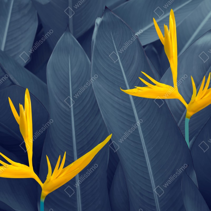 Repositionierbarer Aufkleber gelbe strelitzie auf blauen blättern – Wallnifity® Repositionierbarer Aufkleber gelbe strelitzie auf blauen blättern – Wallnifity®