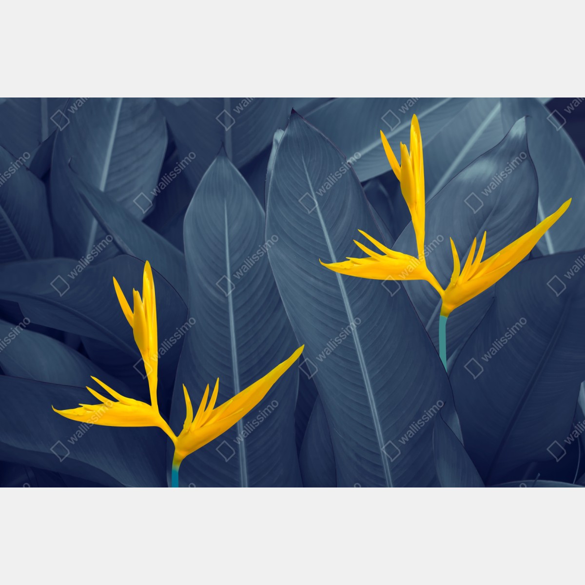 Repositionierbarer Aufkleber gelbe strelitzie auf blauen blättern – Wallnifity® Repositionierbarer Aufkleber gelbe strelitzie auf blauen blättern – Wallnifity®