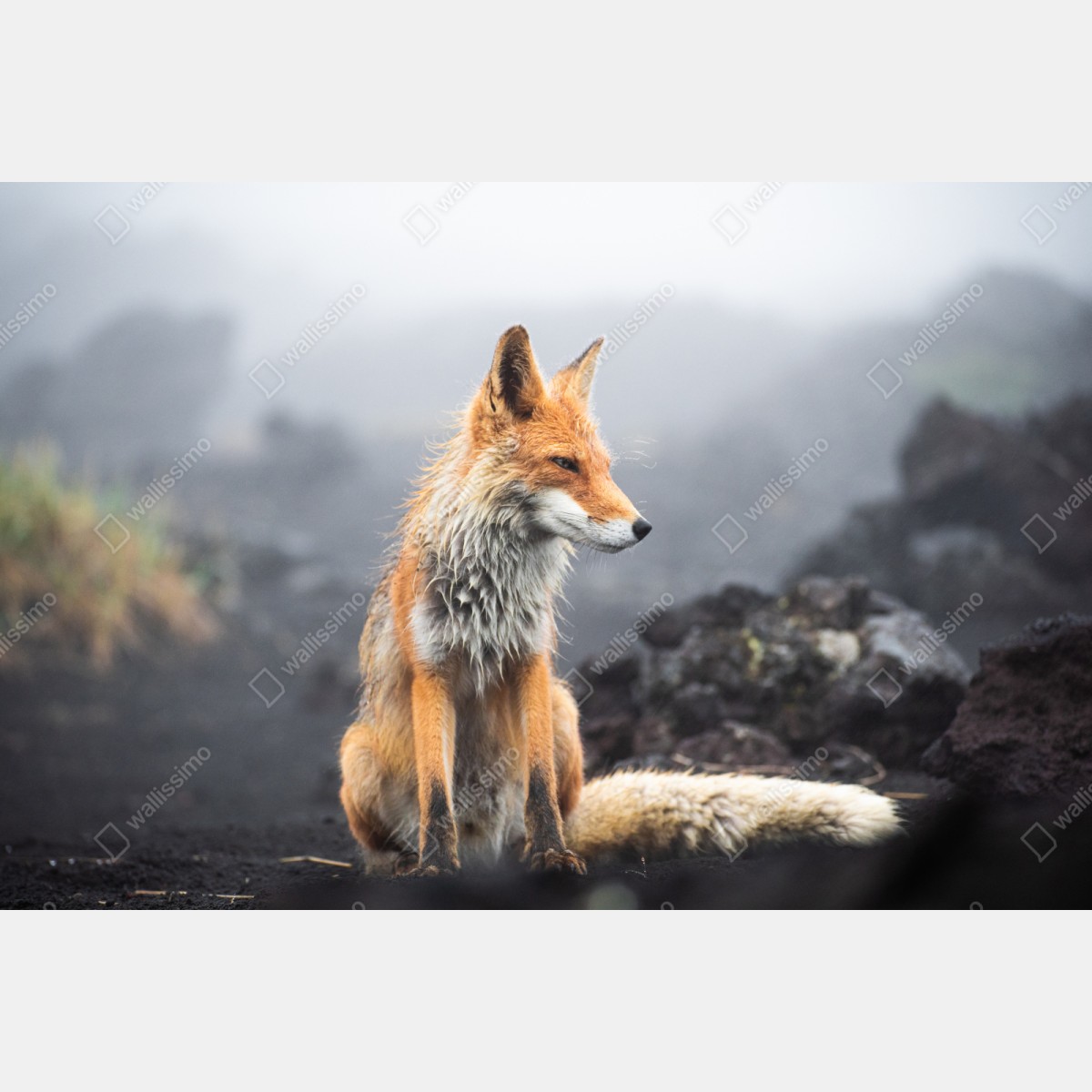 Repositionierbarer Aufkleber roter fuchs in nebliger landschaft – Wallnifity® Repositionierbarer Aufkleber roter fuchs in nebliger landschaft – Wallnifity®