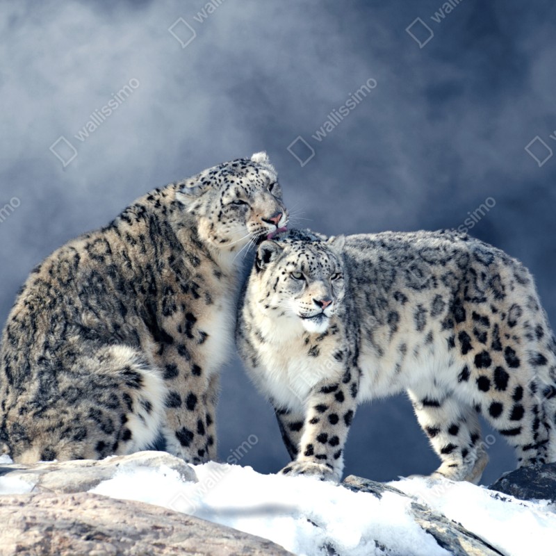 Repositionierbarer Aufkleber majestätische schneeleoparden im winter – Wallnifity® Repositionierbarer Aufkleber majestätische schneeleoparden im winter – Wallnifity®
