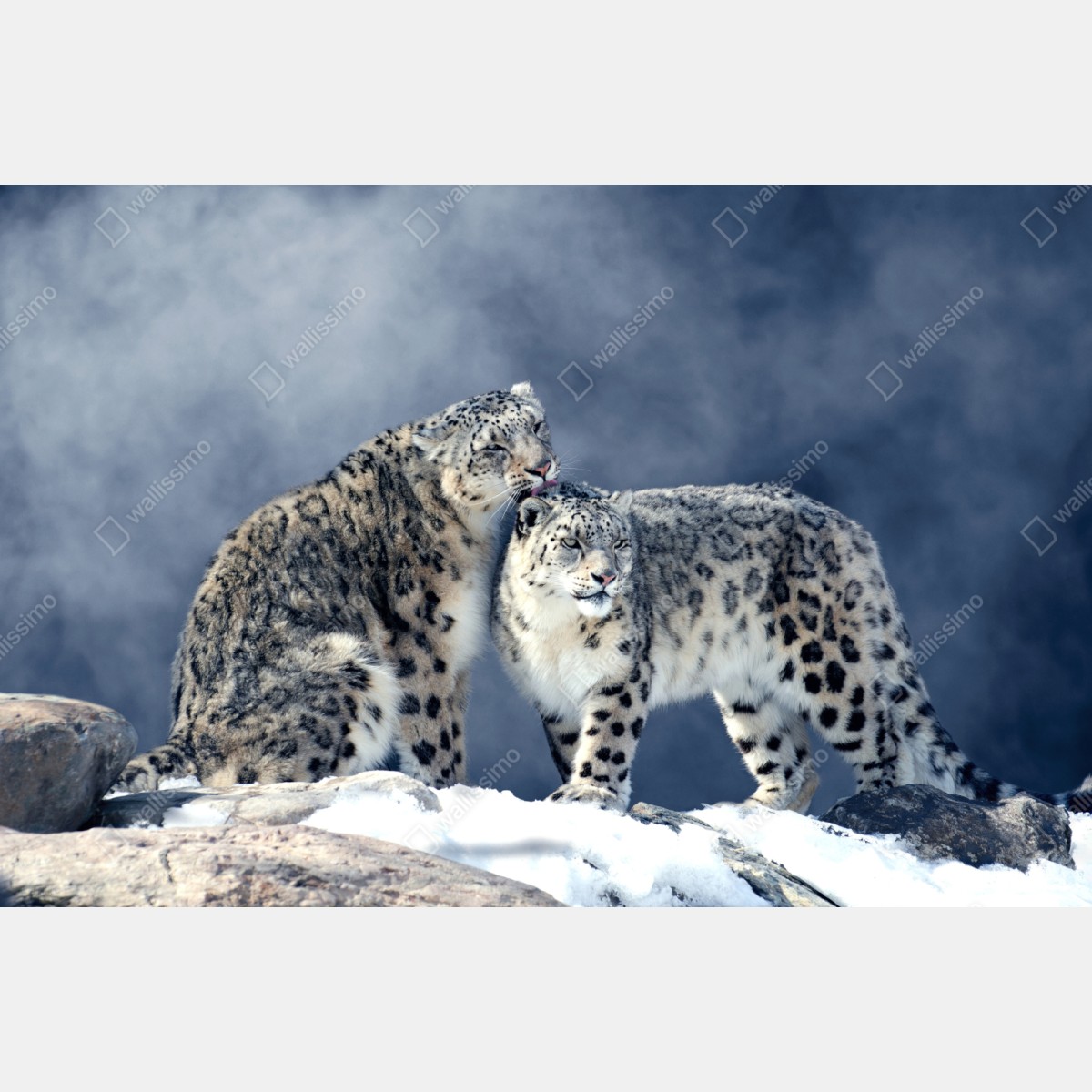 Repositionierbarer Aufkleber majestätische schneeleoparden im winter – Wallnifity® Repositionierbarer Aufkleber majestätische schneeleoparden im winter – Wallnifity®