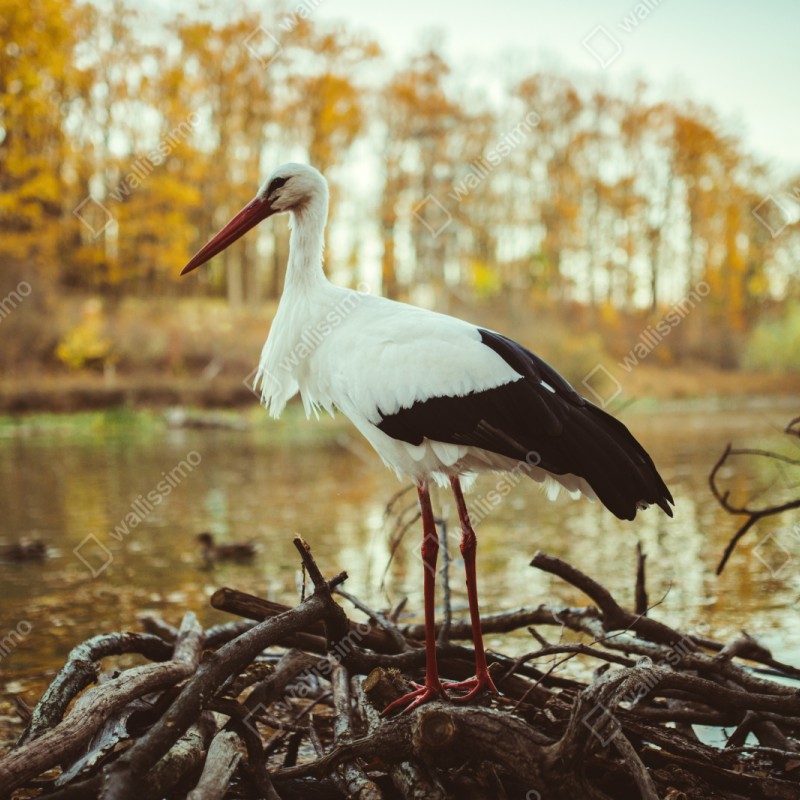 Repositionierbarer Aufkleber weißer storch am herbstlichen see – Wallnifity® Repositionierbarer Aufkleber weißer storch am herbstlichen see – Wallnifity®