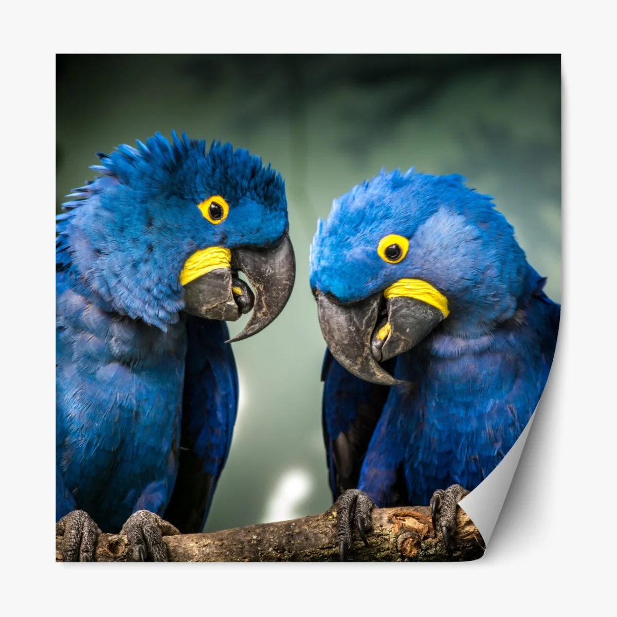 Repositionierbarer Aufkleber paar blauer aras - nahaufnahme – Wallnifity® Repositionierbarer Aufkleber paar blauer aras - nahaufnahme – Wallnifity®