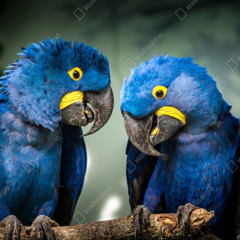 Repositionierbarer Aufkleber paar blauer aras - nahaufnahme – Wallnifity® Repositionierbarer Aufkleber paar blauer aras - nahaufnahme – Wallnifity®