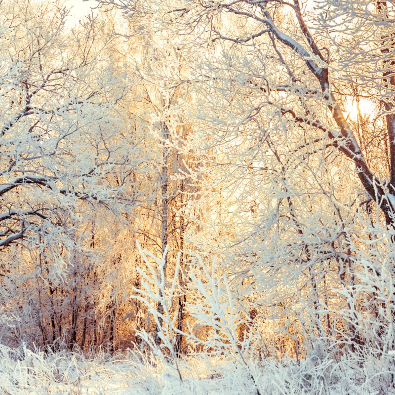 Repositionierbarer Aufkleber wintersonne im verschneiten wald – Wallnifity® Repositionierbarer Aufkleber wintersonne im verschneiten wald – Wallnifity®