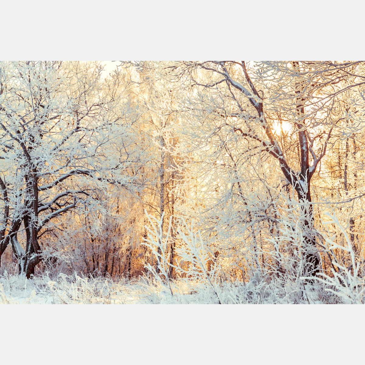 Repositionierbarer Aufkleber wintersonne im verschneiten wald – Wallnifity® Repositionierbarer Aufkleber wintersonne im verschneiten wald – Wallnifity®