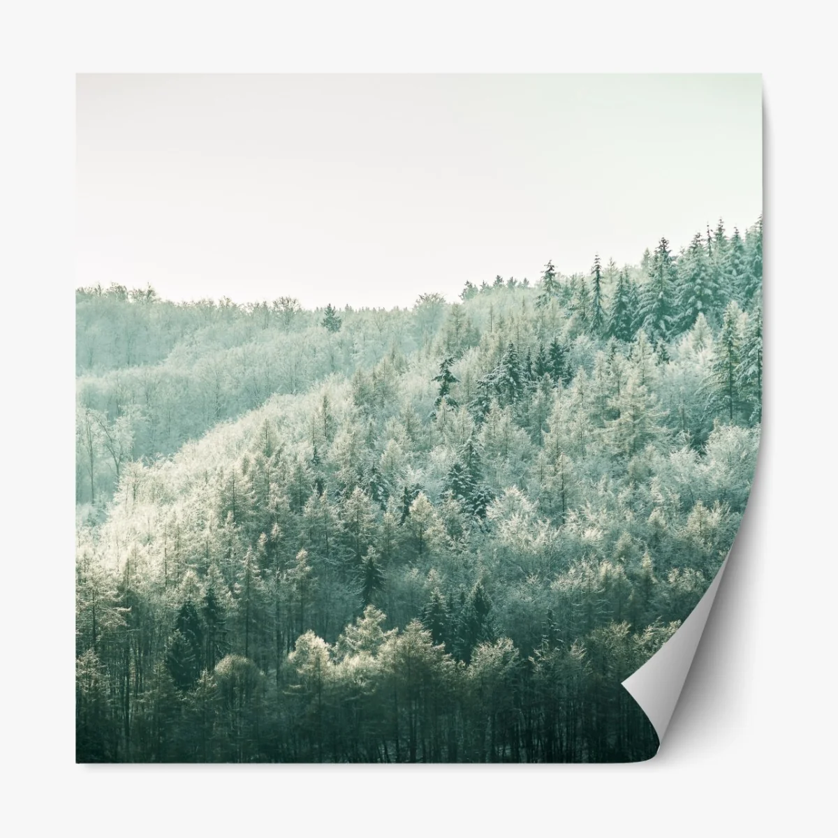 Repositionierbarer Aufkleber nebliger reifbedeckter wald – Wallnifity® Repositionierbarer Aufkleber nebliger reifbedeckter wald – Wallnifity®