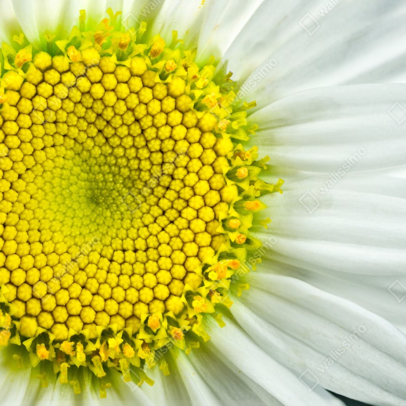 Repositionierbarer Aufkleber makro gänseblümchen spiralmuster – Wallnifity® Repositionierbarer Aufkleber makro gänseblümchen spiralmuster – Wallnifity®