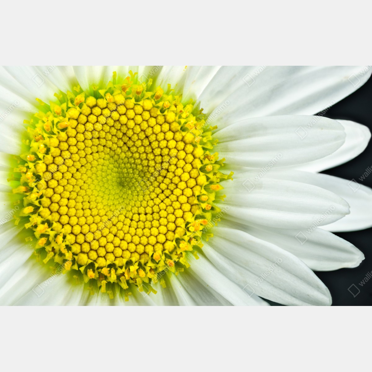 Repositionierbarer Aufkleber makro gänseblümchen spiralmuster – Wallnifity® Repositionierbarer Aufkleber makro gänseblümchen spiralmuster – Wallnifity®