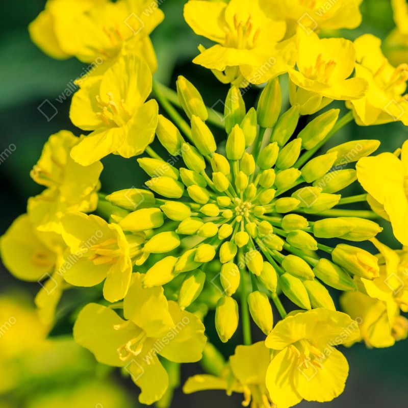 Repositionierbarer Aufkleber lebhafte gelbe rapsblüte im nahen makro – Wallnifity® Repositionierbarer Aufkleber lebhafte gelbe rapsblüte im nahen makro – Wallnifity®