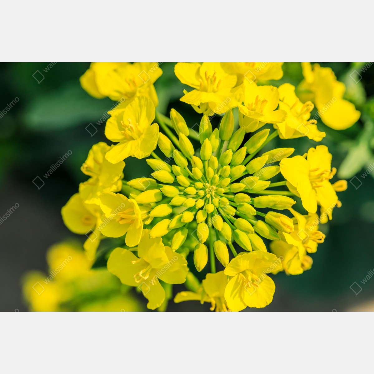 Repositionierbarer Aufkleber lebhafte gelbe rapsblüte im nahen makro – Wallnifity® Repositionierbarer Aufkleber lebhafte gelbe rapsblüte im nahen makro – Wallnifity®