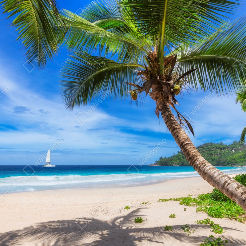 Repositionierbarer Aufkleber tropischer strand mit palme – Wallnifity® Repositionierbarer Aufkleber tropischer strand mit palme – Wallnifity®