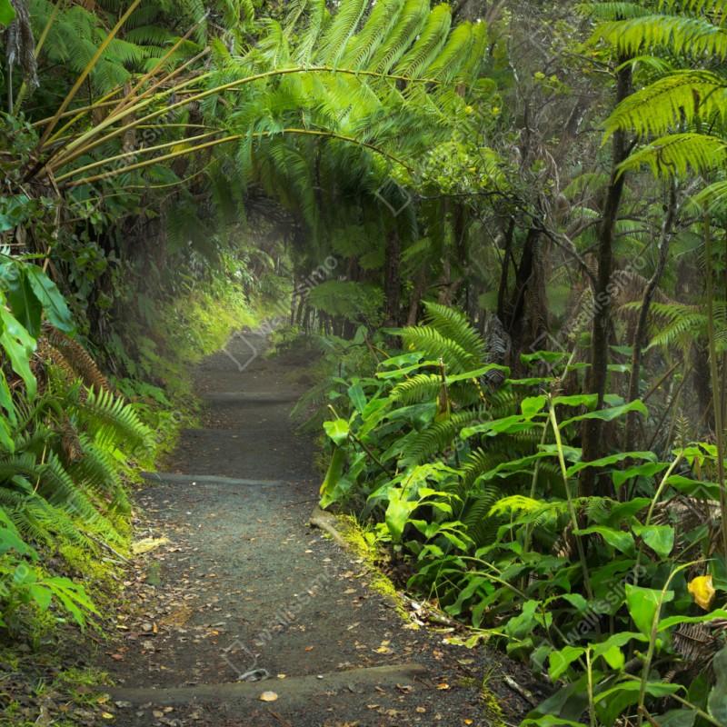 Repositionierbarer Aufkleber üppiger regenwaldpfad im Kilauea Iki, Hawaii – Wallnifity® Repositionierbarer Aufkleber üppiger regenwaldpfad im Kilauea Iki, Hawaii – Wallnifity®