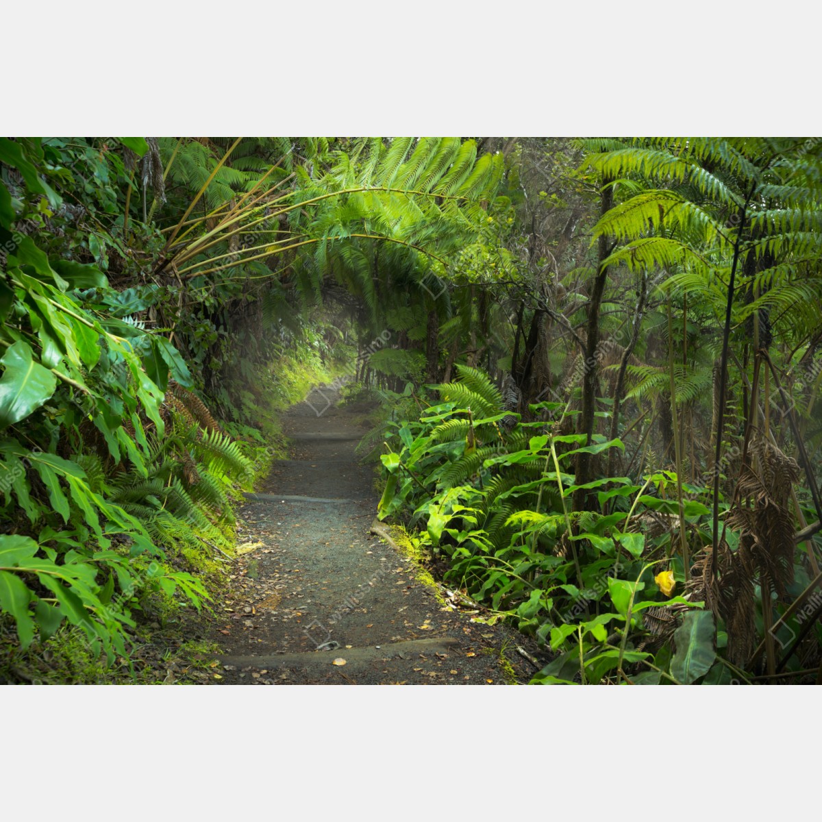 Repositionierbarer Aufkleber üppiger regenwaldpfad im Kilauea Iki, Hawaii – Wallnifity® Repositionierbarer Aufkleber üppiger regenwaldpfad im Kilauea Iki, Hawaii – Wallnifity®