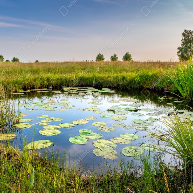 Repositionierbarer Aufkleber ruhiger seerosen-teich in der wiese – Wallnifity® Repositionierbarer Aufkleber ruhiger seerosen-teich in der wiese – Wallnifity®