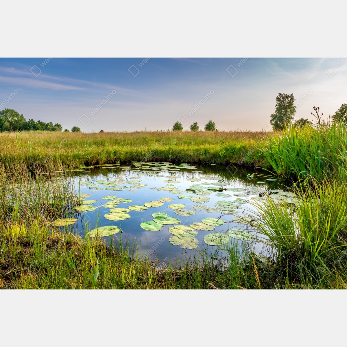 Repositionierbarer Aufkleber ruhiger seerosen-teich in der wiese – Wallnifity® Repositionierbarer Aufkleber ruhiger seerosen-teich in der wiese – Wallnifity®