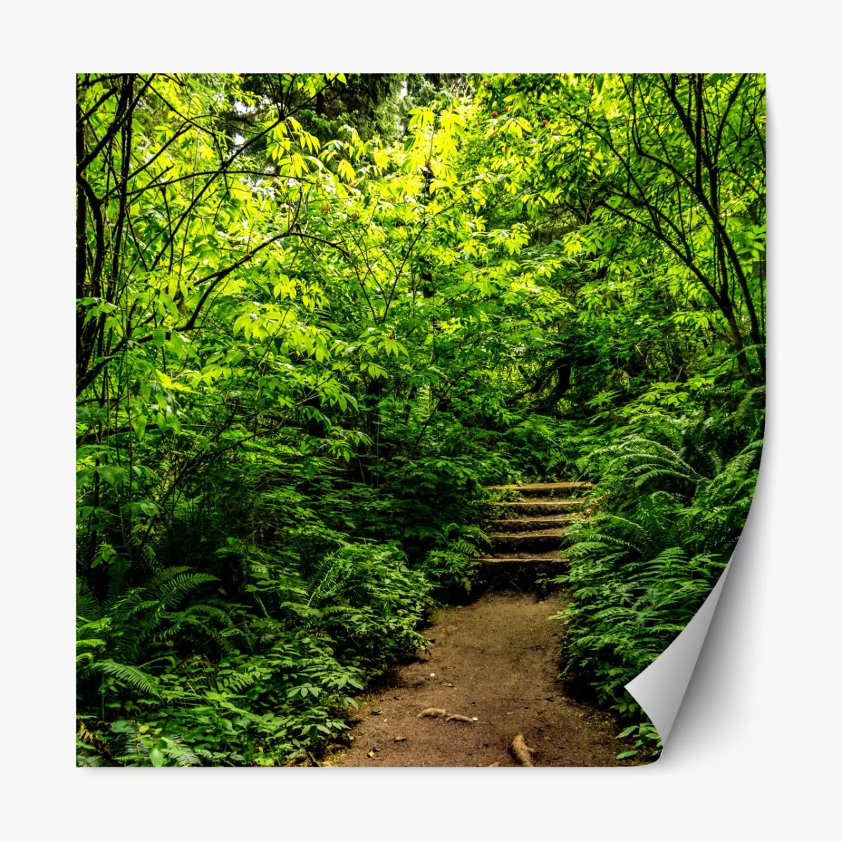 Repositionierbarer Aufkleber üppiger waldpfad – Wallnifity®