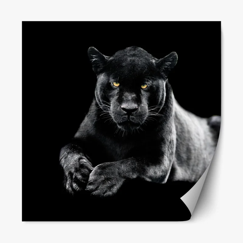 Repositionierbarer Aufkleber porträt eines schwarzen panthers vor schwarzem hintergrund