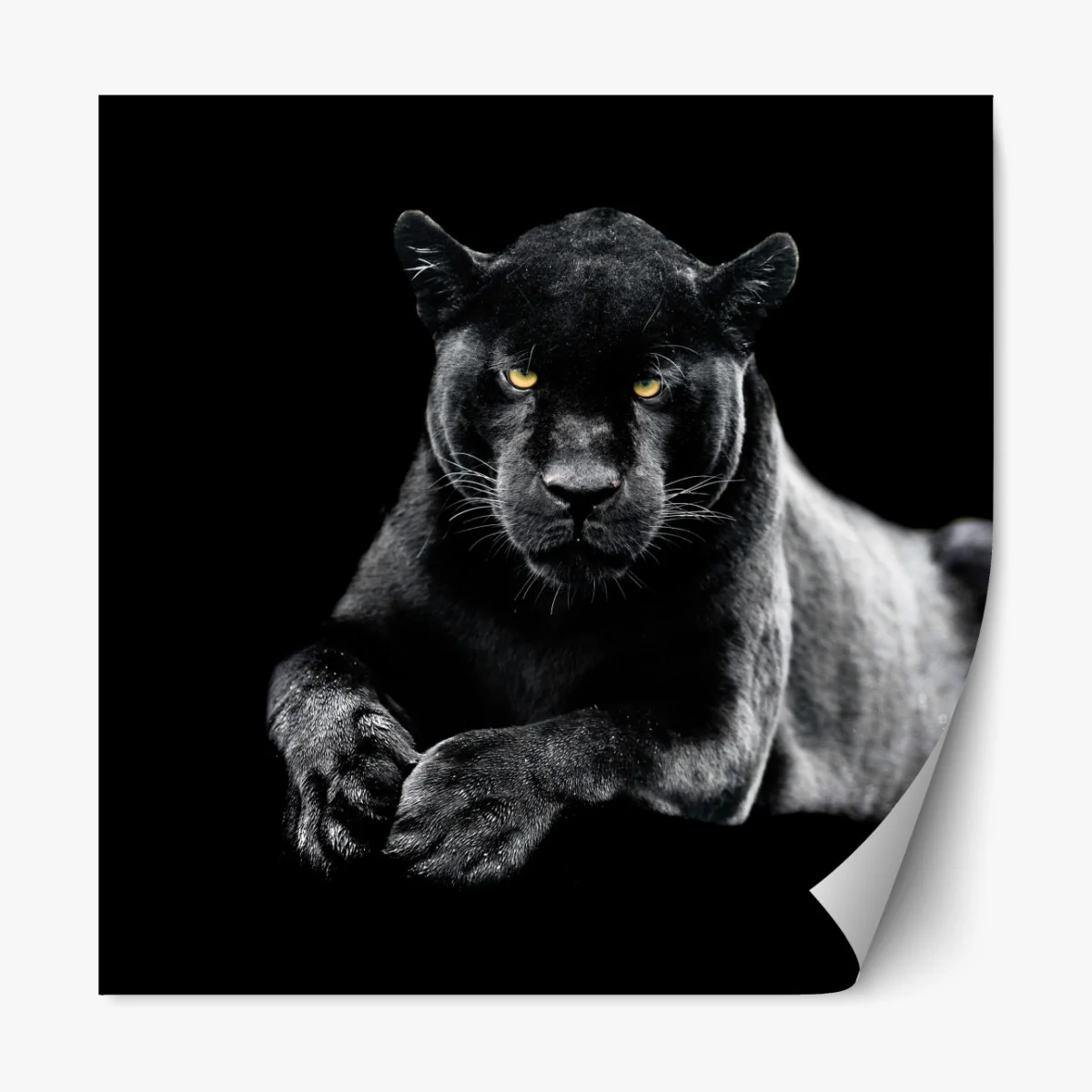 Repositionierbarer Aufkleber porträt eines schwarzen panthers vor schwarzem hintergrund – Wallnifity® Repositionierbarer Aufkleber porträt eines schwarzen panthers vor schwarzem hintergrund – Wallnifity®
