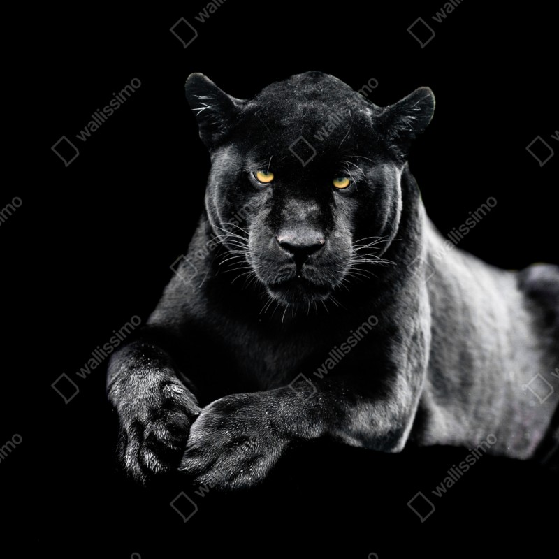 Repositionierbarer Aufkleber porträt eines schwarzen panthers vor schwarzem hintergrund – Wallnifity® Repositionierbarer Aufkleber porträt eines schwarzen panthers vor schwarzem hintergrund – Wallnifity®