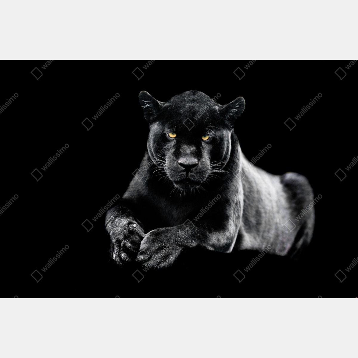 Repositionierbarer Aufkleber porträt eines schwarzen panthers vor schwarzem hintergrund – Wallnifity® Repositionierbarer Aufkleber porträt eines schwarzen panthers vor schwarzem hintergrund – Wallnifity®