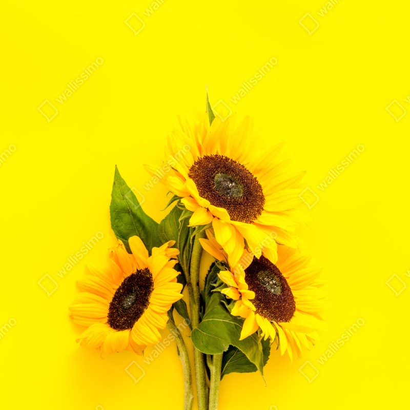 Repositionierbarer Aufkleber leuchtender sonnenblumenstrauß auf gelbem hintergrund – Wallnifity® Repositionierbarer Aufkleber leuchtender sonnenblumenstrauß auf gelbem hintergrund – Wallnifity®