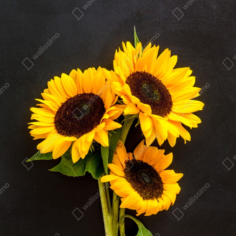 Repositionierbarer Aufkleber leuchtende sonnenblumen auf schwarzem hintergrund – Wallnifity® Repositionierbarer Aufkleber leuchtende sonnenblumen auf schwarzem hintergrund – Wallnifity®