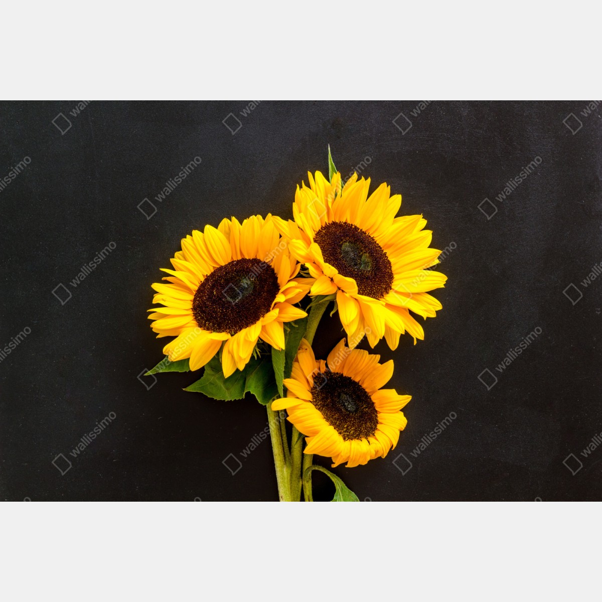 Repositionierbarer Aufkleber leuchtende sonnenblumen auf schwarzem hintergrund – Wallnifity® Repositionierbarer Aufkleber leuchtende sonnenblumen auf schwarzem hintergrund – Wallnifity®