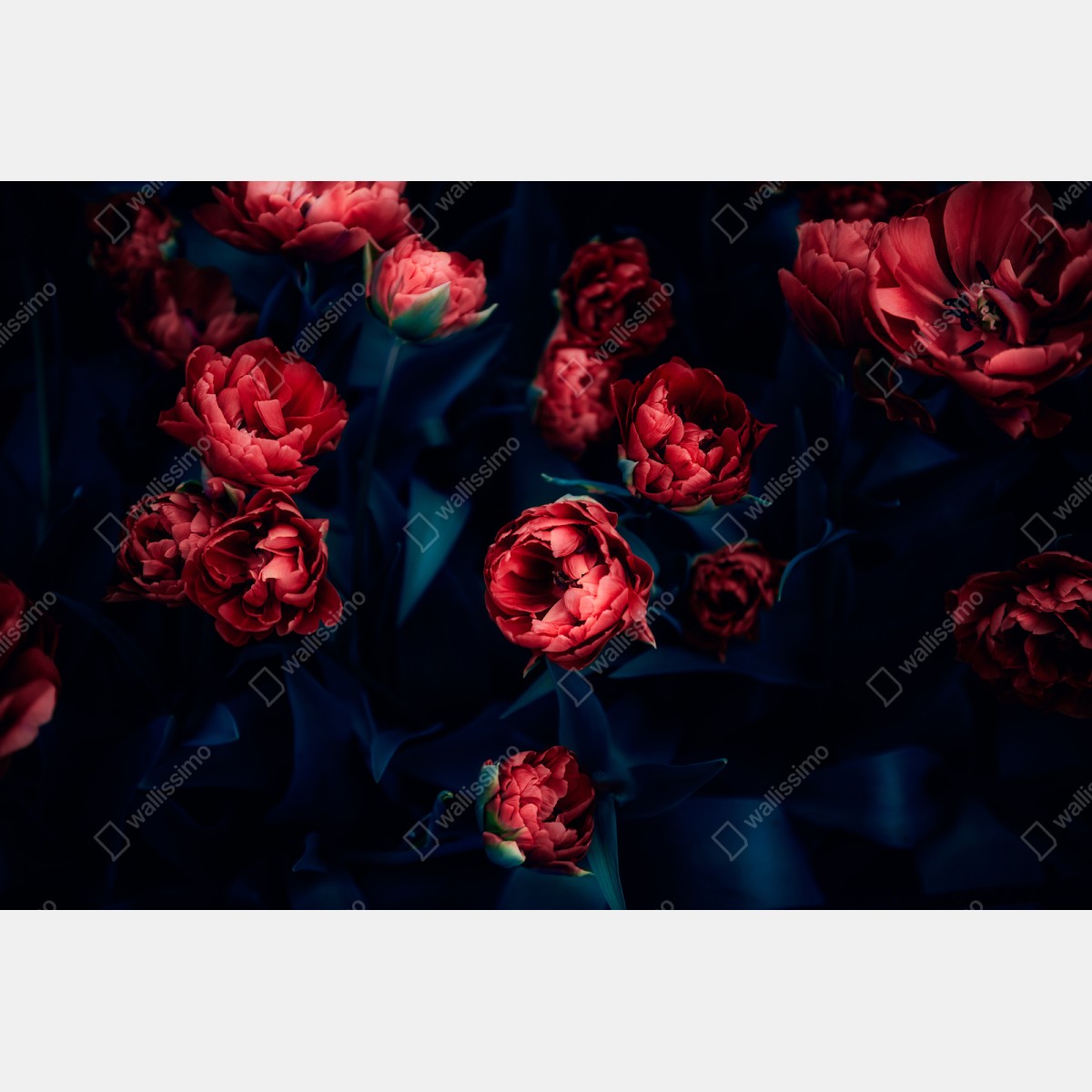 Repositionierbarer Aufkleber dunkler roter tulpenstrauß – Wallnifity® Repositionierbarer Aufkleber dunkler roter tulpenstrauß – Wallnifity®