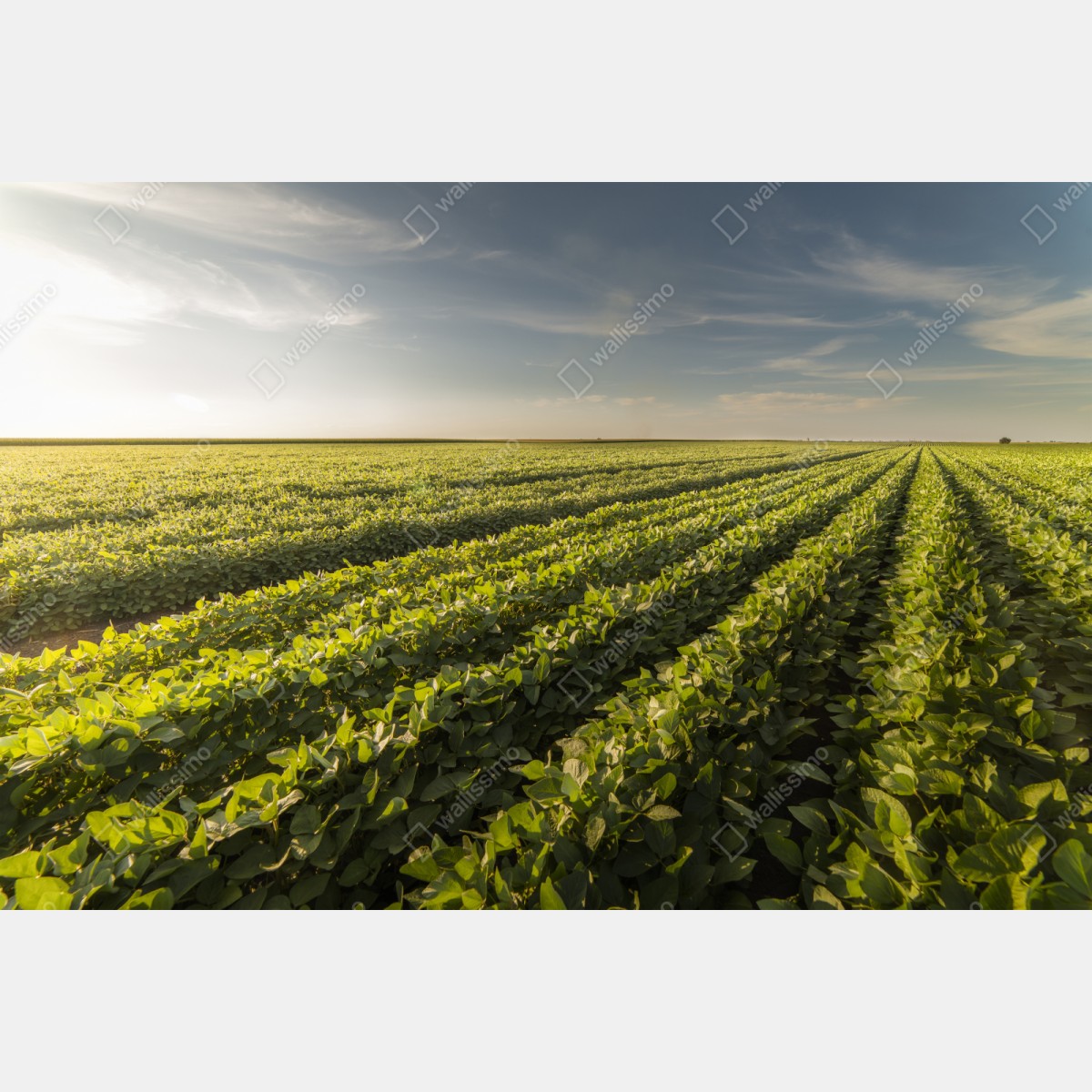 Repositionierbarer Aufkleber sonnenbeschienenes sojafeld bei sonnenuntergang – Wallnifity® Repositionierbarer Aufkleber sonnenbeschienenes sojafeld bei sonnenuntergang – Wallnifity®