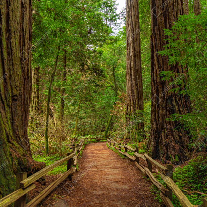 Repositionierbarer Aufkleber majestätischer waldpfad zwischen mammutbäumen – Wallnifity® Repositionierbarer Aufkleber majestätischer waldpfad zwischen mammutbäumen – Wallnifity®