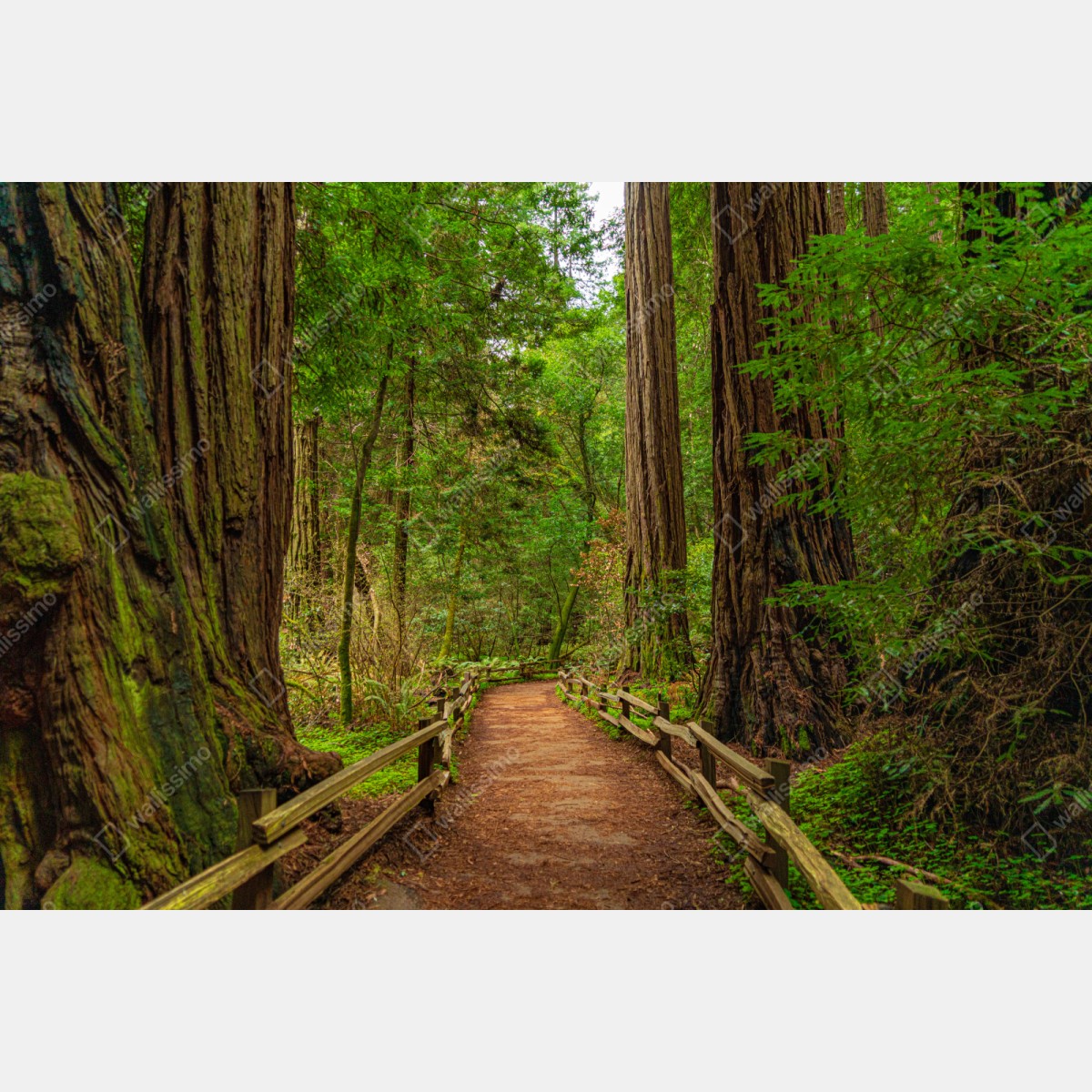 Repositionierbarer Aufkleber majestätischer waldpfad zwischen mammutbäumen – Wallnifity® Repositionierbarer Aufkleber majestätischer waldpfad zwischen mammutbäumen – Wallnifity®