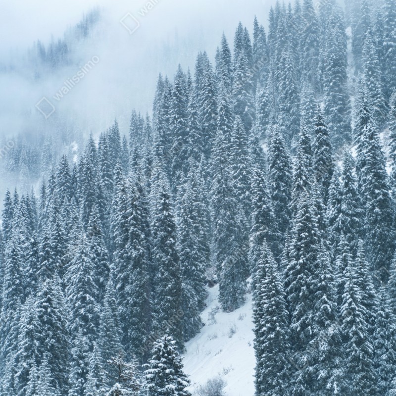 Repositionierbarer Aufkleber nebeliger schneebedeckter kiefernwald – Wallnifity® Repositionierbarer Aufkleber nebeliger schneebedeckter kiefernwald – Wallnifity®