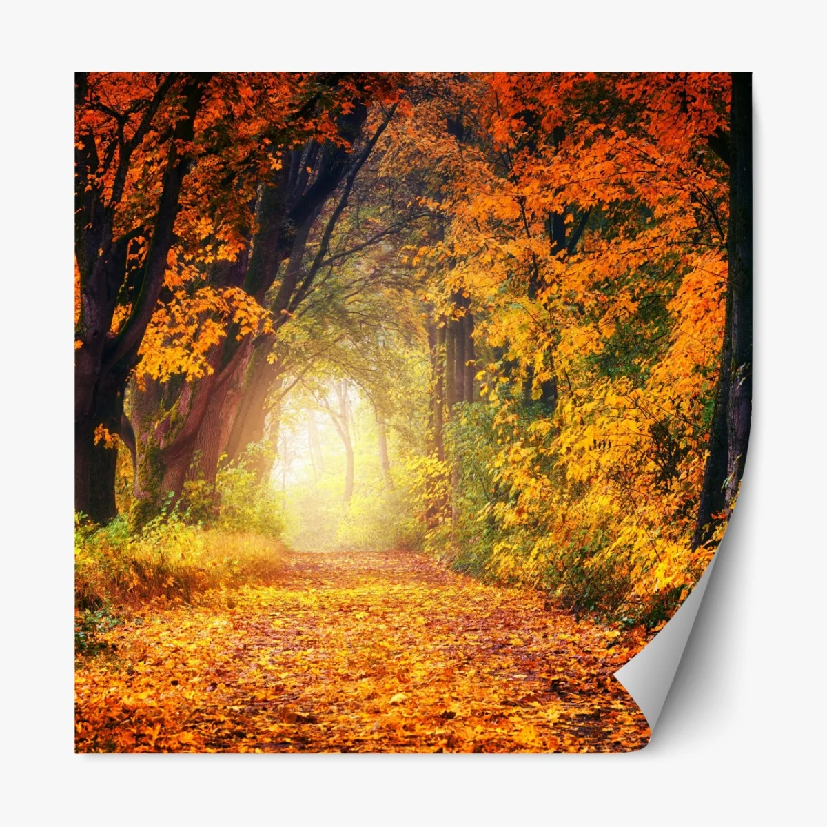 Repositionierbarer Aufkleber herbstlicher waldpfad im goldenen licht – Wallnifity® Repositionierbarer Aufkleber herbstlicher waldpfad im goldenen licht – Wallnifity®