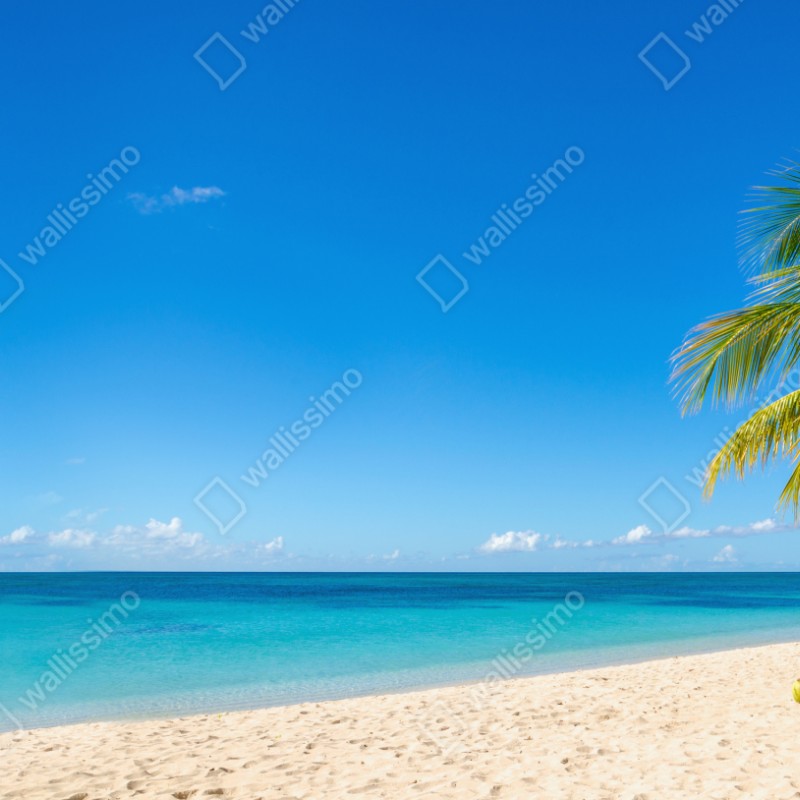 Repositionierbarer Aufkleber tropischer strand mit türkiswasser und palme – Wallnifity® Repositionierbarer Aufkleber tropischer strand mit türkiswasser und palme – Wallnifity®