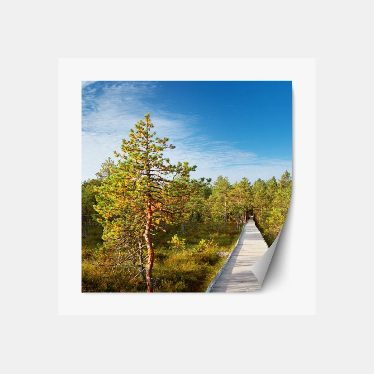 Repositionierbarer Aufkleber sonniger steg durch den kiefernwald – Wallnifity® Repositionierbarer Aufkleber sonniger steg durch den kiefernwald – Wallnifity®