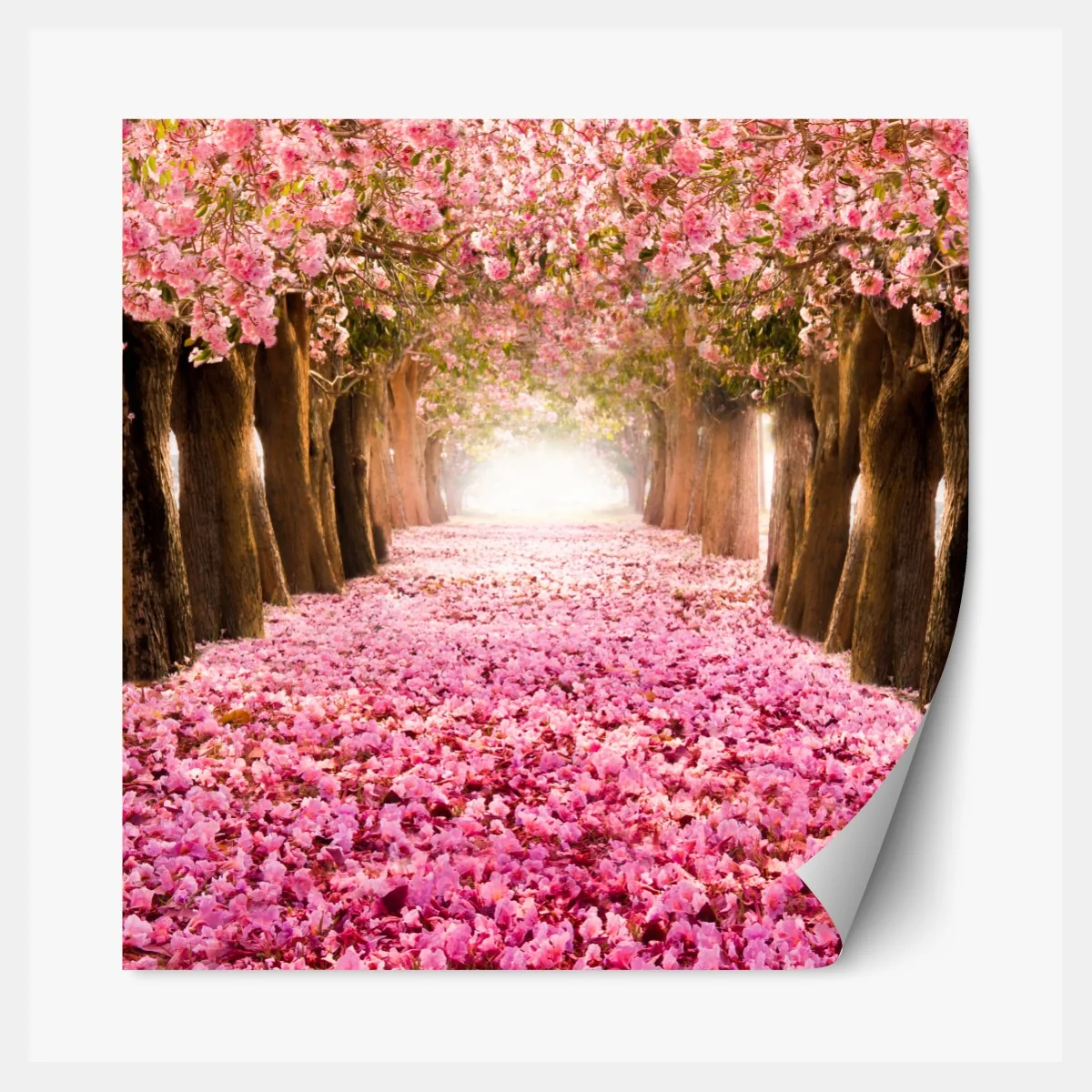 Repositionierbarer Aufkleber rosa blütenallee unter kirschbäumen – Wallnifity® Repositionierbarer Aufkleber rosa blütenallee unter kirschbäumen – Wallnifity®